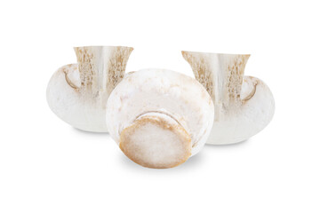 white Mushroom champignon isolated on white background