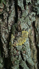 Yellow lichen on a tree