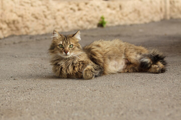 Fluffy street cat lying on the old pavement, cat resting