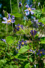 Close up of passion flowers with green leaves. Beautiful natural background.