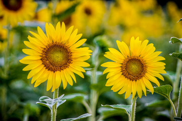 Sunflowers in a Field