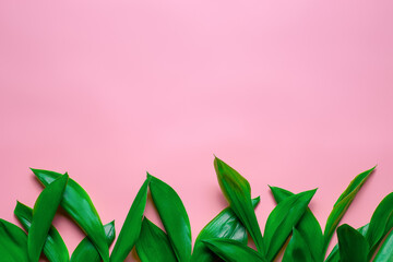 Green leaves of lilly of the valley as a floral border with copy space. Flat lay with pink isolated background. 