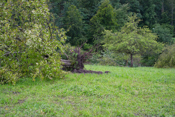 Fallen tree with roots in the air after heavy nightly summer thunderstorm at City of Zurich. Photo taken July 15th, 2021, Zurich, Switzerland.