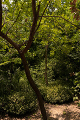 green forest in the morning