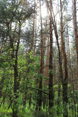 Summer forest. Forest in the morning. Photo pine forest in daylight. Daylight makes its way through the trees in the forest. Summer landscape. 