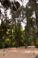 path in the park
