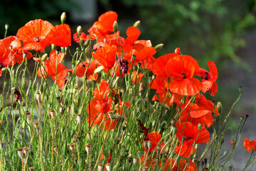 Obraz premium Corn poppy (Papaver rhoeas), also called poppy flower or corn rose, is a species of plant belonging to the genus poppy