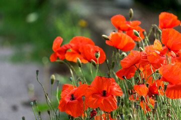 Corn poppy (Papaver rhoeas), also called poppy flower or corn rose, is a species of plant belonging to the genus poppy