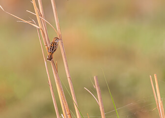 Small Bird Zitting Cisticola on a branch