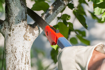 Pruning branches on a fruit tree with a garden saw. Tree care in the young garden.