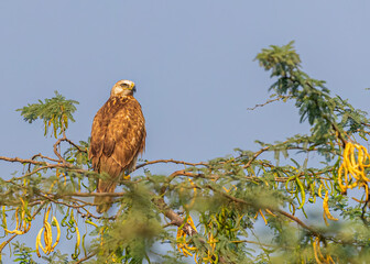 Long leg buzzard resting on a tree