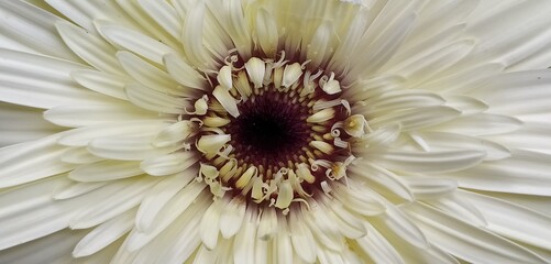 Beautiful macro close up flat lay Inside view of a flower natural background with copy space. Isolated single wet white and red colored Gerbera daisy or common daisy with rain water drops on petals.