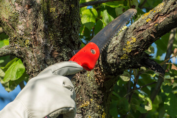 Pruning branches on a fruit tree with a garden saw. Tree care in the old garden. Rejuvenating apple pruning.