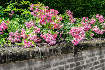 Blooming roses hang from a stone wall in the old castle park. Ground cover rose bushes in a summer garden, selective focus. Romantic vintage garden.