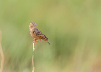 Bengal Bush Lark looking at you
