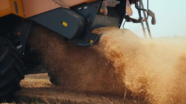 Wheat harvesting on field in summer season. Wide chaff spreading by combine harvester with rotor separation. Process of gathering crop by agricultural machinery: cuts and threshes ripe wheat grain