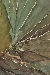 Alcohol ink art.Mixing liquid paints. Modern, abstract colorful background, wallpaper. Marble texture.Translucent colors