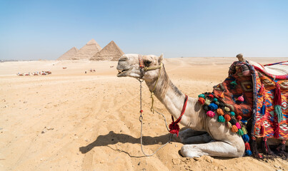 camel head against the background of the Cheops pyramid in Giza Egypt