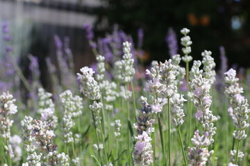 Obraz premium Lavender in Field