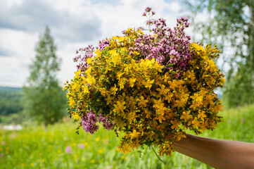 A bouquet of St. John's wort and oregano flowers on the background of a blooming meadow.