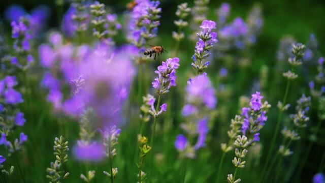 Slow Motion Shot of a diligent bee, flying and harvesting the pollen from purple flowers with blurry background