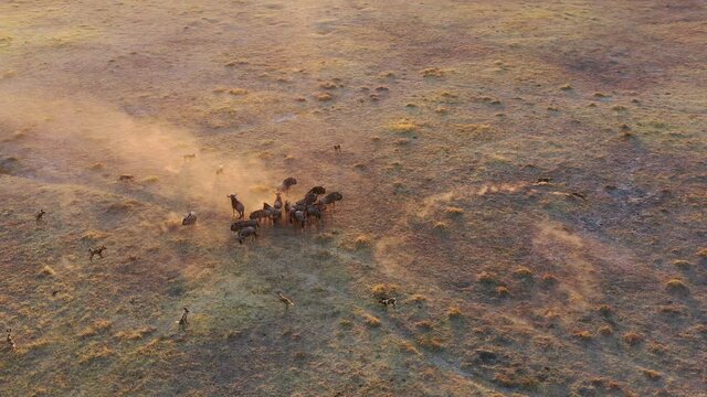 African Wild Dog and Wildebeest interaction