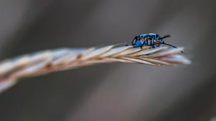 Foto auf Leinwand Petit scarabée bleu © fred
