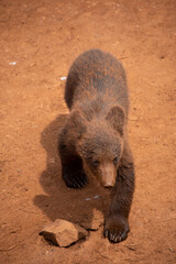 brown bear cub playing and walkin
