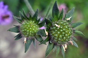 Verwelkte Blütenreste an einer Witwenblume