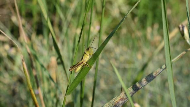 Closeup of the common green grasshopper on a grass stem