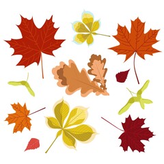 Set of autumn leaves isolated on white background. Fall decor elements flat style. Maple, chestnut, oak cartoon style leaves for card, poster, banner, invitation, decor. Vector illustration