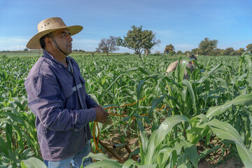 view of a senior farmer standing in corn field