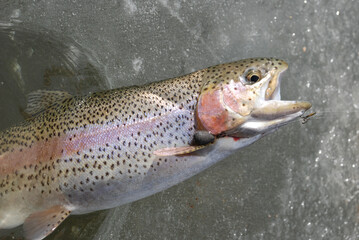 A beautiful rainbow trout caught through the ice