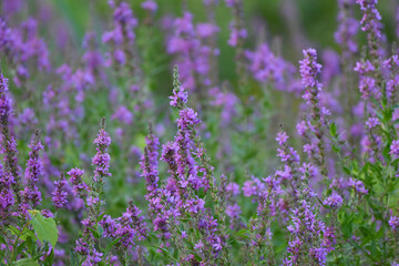 Purple Loosestrife Flowers