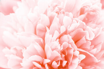 Defocused pastel, coral dahlia petals macro, floral abstract background. Close up of flower dahlia...