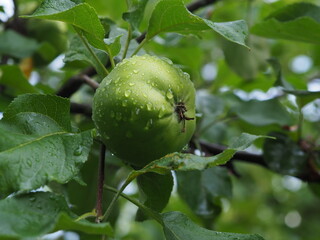 Green apples on a branch, after the rain, water drops
