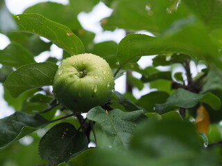 Green apples on a branch, after the rain, water drops