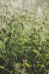 Lush green stinging nettle (Urtica dioica) with heart-shaped leaves and yellow flowers back lit with the evening sun in meadow. Can be used as medicine.