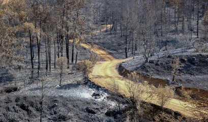 Burned forest with trees and ashes on the ground. Forest fire nature disaster.