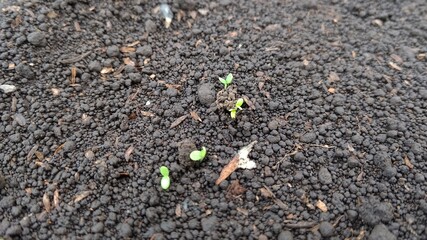 春菊播種～３日後