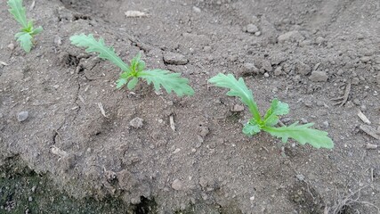 春菊播種～13日後