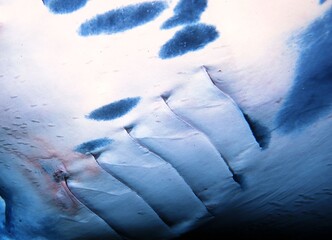 Belly Side Gill Slits of a Manta Ray from Below while it Swims By