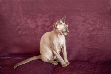 Siamese smooth-haired cat sits on cherry-colored sofa