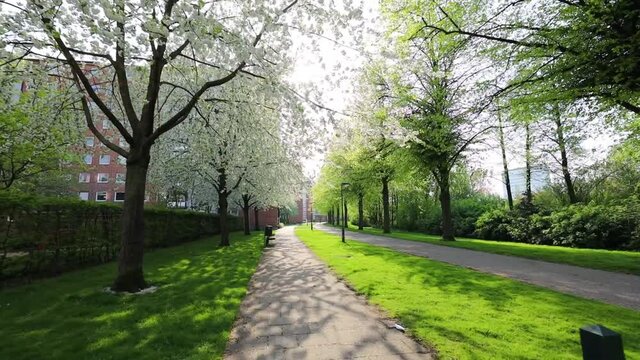 Gimbal walk through white cherry blossom, park looking neighborhood in Sweden Springtime