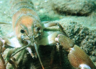Crawfish Crayfish on the Bottom of a Mountain Lake with Eyes and Claws Clearly Seen