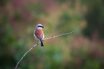 Cute shrike sitting on tree branch