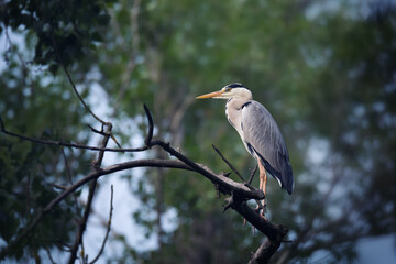 Grey heron sitting on tree branch in green leaves