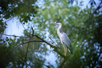 Grey heron sitting on tree branch in green leaves