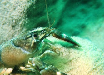 Crawfish Crayfish on the Bottom of a Mountain Lake with Eyes and Claws Clearly Seen