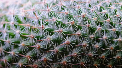 Сactus thorns close-up